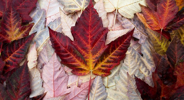 A Way to Get Healthy: Basic Income Experiments in Canada